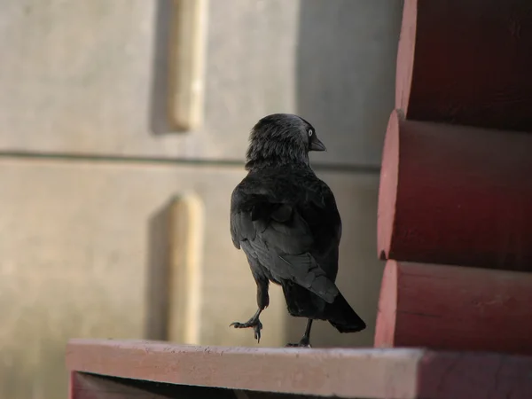 stock image Raven