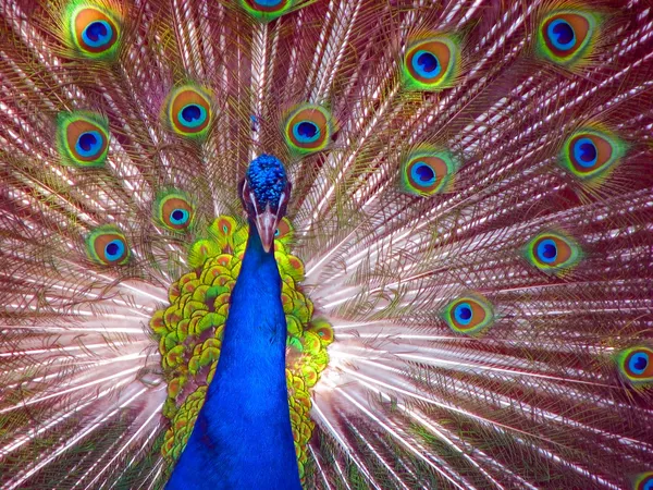 Peacock in Full Display — Stock Photo, Image
