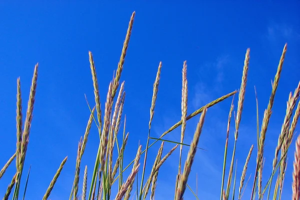 Orejas en un cielo azul — Foto de Stock