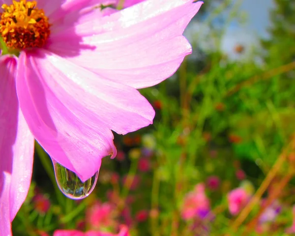 Pink flower and drop — Stock Photo, Image