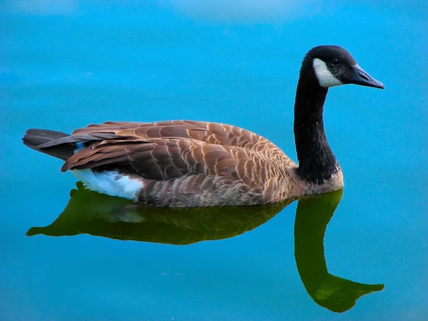 Goose in the blue water — Stock Photo, Image