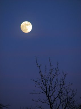 ay ve ağaç