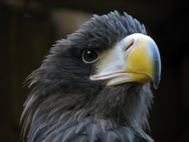 Portrait of eagle clipart