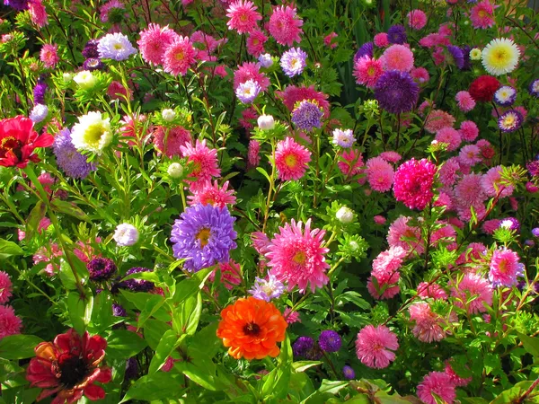 Садова клумба повна квітів — стокове фото