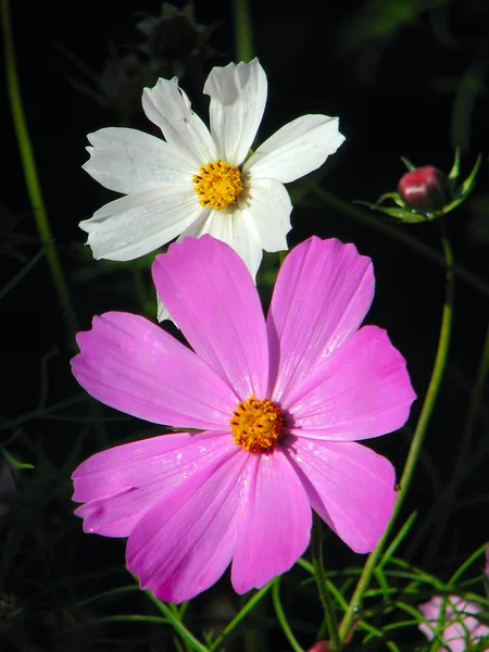 두 꽃 — 스톡 사진