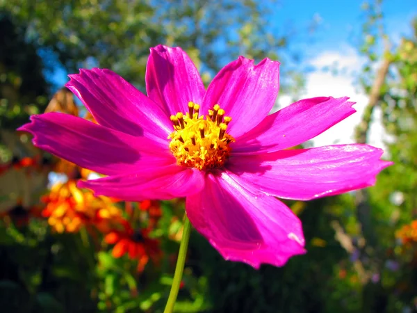 Una flor rosa — Foto de Stock