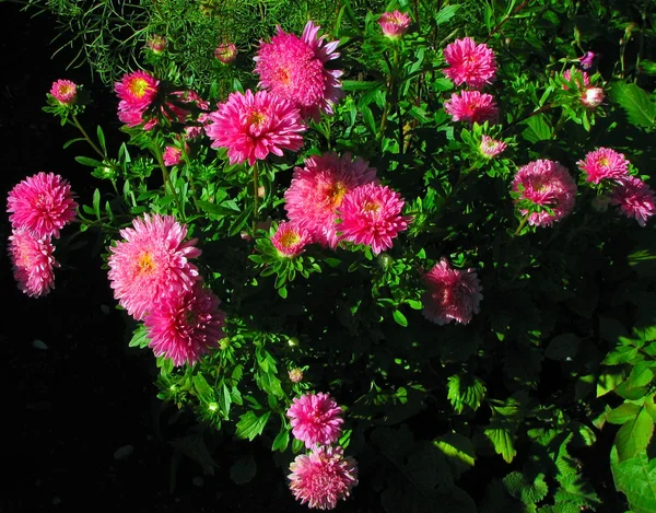 Veel roze bloemen — Stockfoto