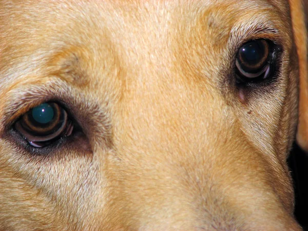 Closeup dog — Stock Photo, Image