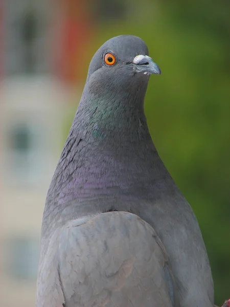 Grey dove close up — Stock Photo, Image