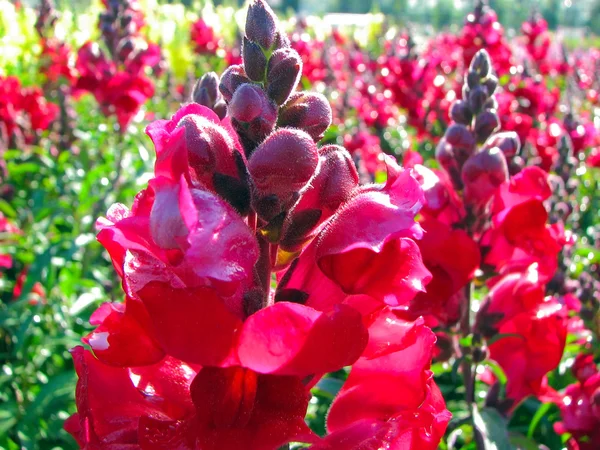 정원에 있는 빨간 꽃들 — 스톡 사진