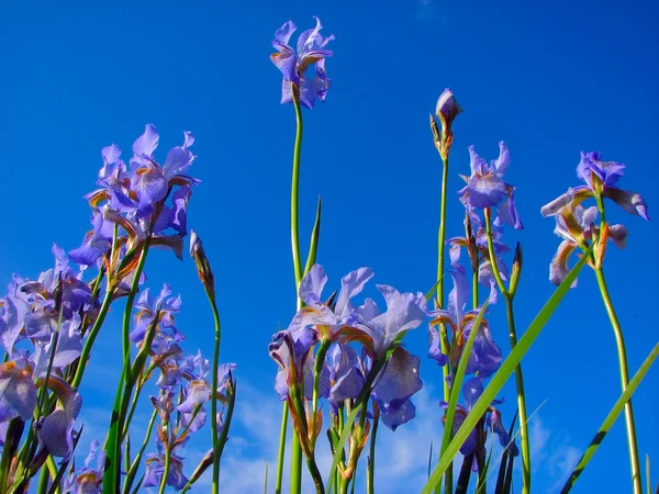 Blauwe iris en hemel — Stockfoto