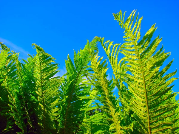 Stock image Fern