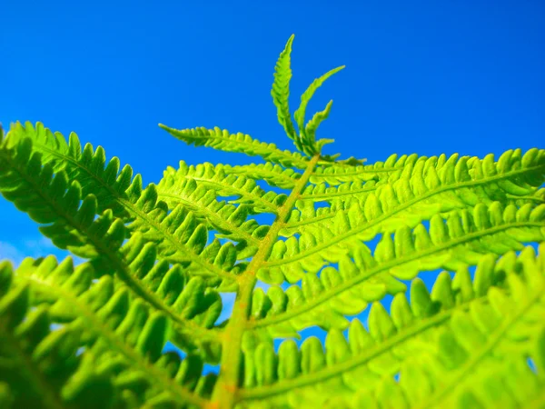 stock image Close up fern