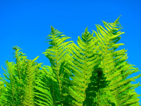 stock image Fern and sky