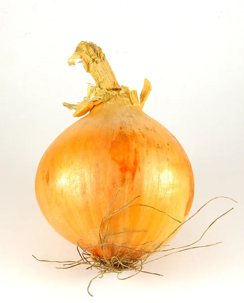 Isolated onion — Stock Photo, Image