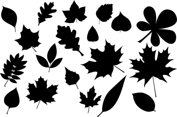 Leaves silhouette — Stock Vector