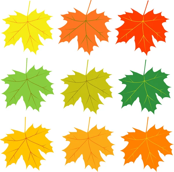 Autumn leaves vector — Stock Vector