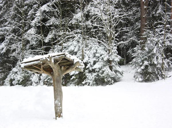 Навіс в зимовому лісі — стокове фото