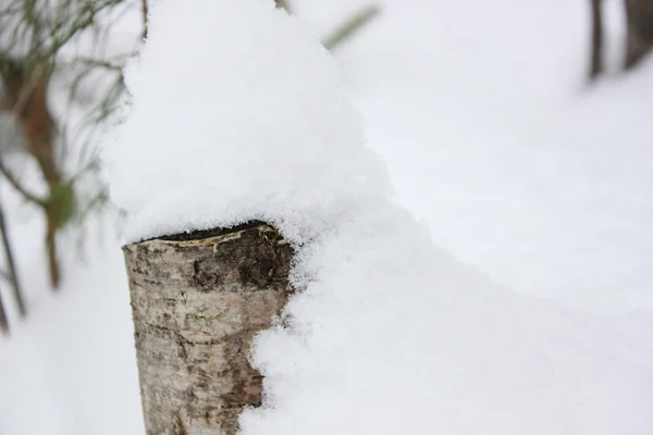 Сніговий пень — стокове фото