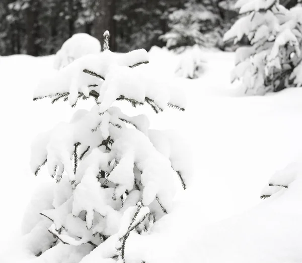 Drzewa zima — Zdjęcie stockowe
