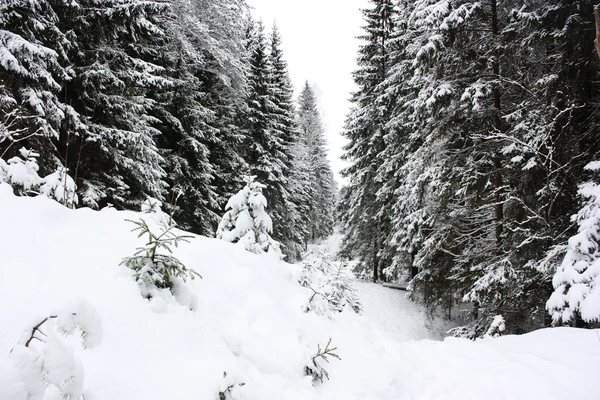 stock image Winter wood