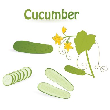 Cucumber clipart