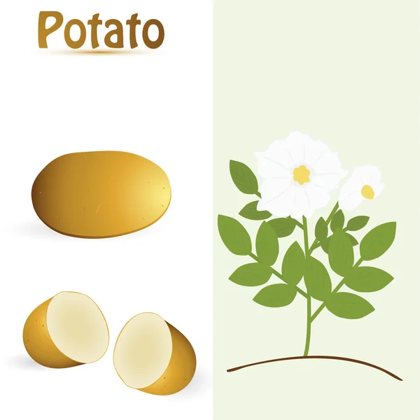 Potato — Stock Photo, Image