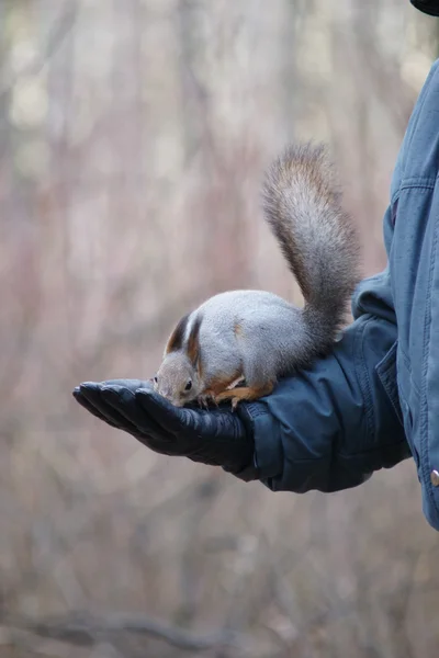 Esquilo na mão — Fotografia de Stock