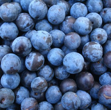 Crop of autumn sloes. Blackthorn clipart