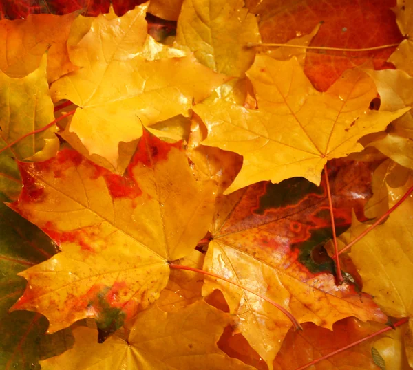 Autumn yellow maple leaves background — Stock Photo, Image