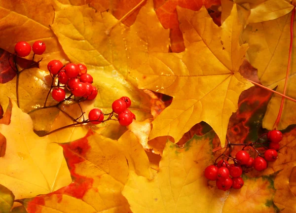Ash berry clusters op herfst geel mapl — Stockfoto