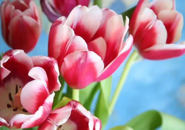 Bouquet of the fresh tulips on the blue — Stock Photo, Image