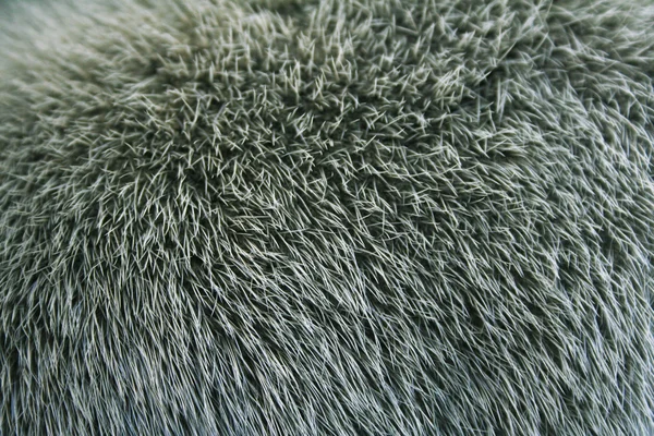 The fur of a mink painted green colour c — Stock Photo, Image
