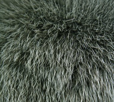 The fur of a mink painted green colour c clipart