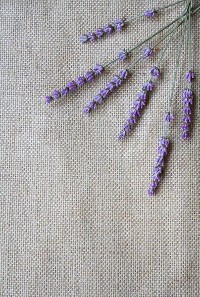 Bunch of lavender flowers on sackcloth b — Stock Photo, Image
