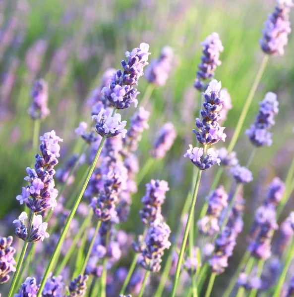 Lavendel als achtergrond — Stockfoto