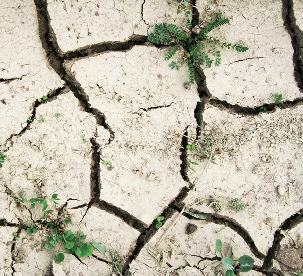Gras op de grond met scheuren textur — Stockfoto