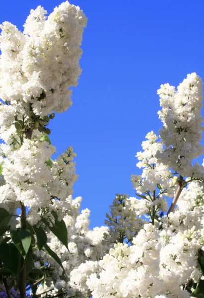White lilac with leaves — Stock Photo, Image
