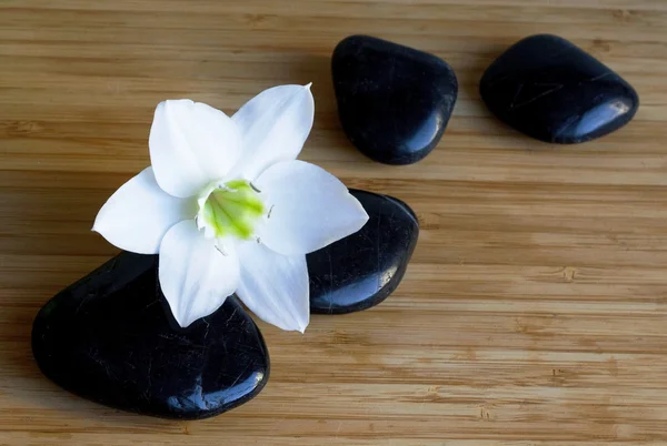 Spa piedras negras con flor blanca — Foto de Stock
