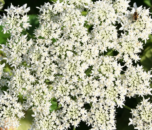 Fondo de flores blancas con abeja — Foto de Stock