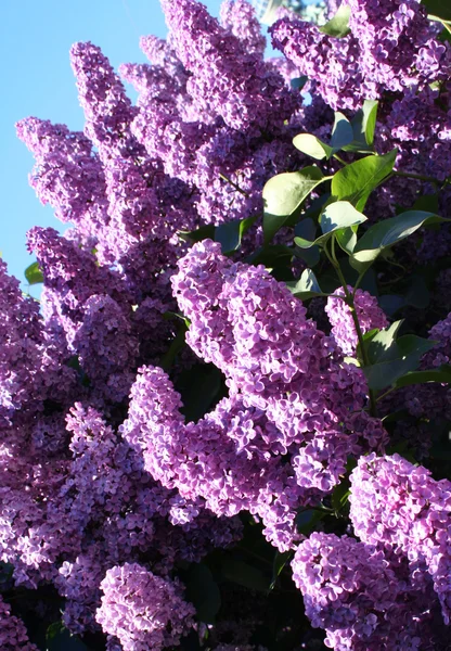 Lilás com folhas em um backgrou céu azul — Fotografia de Stock