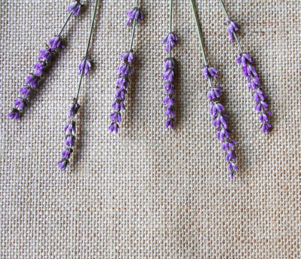 Bunch of lilac lavender flowers on sackc — Stock Photo, Image