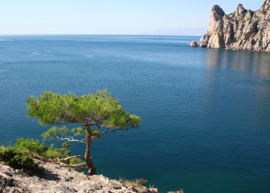 The Black Sea. Pine tree next to the azu clipart