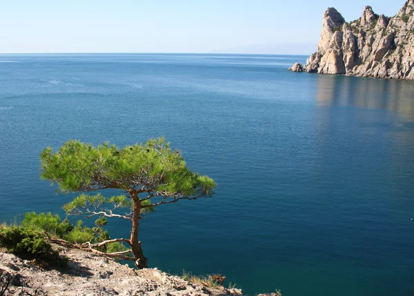 Черное море. Сосна рядом с азу — стоковое фото