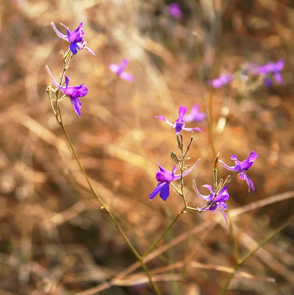 stock image Violet flowers in a field