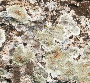Mold on stone grunge texture as backgrou clipart