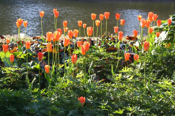 Finland. Kotka town. Orange tulips — Stock Photo, Image