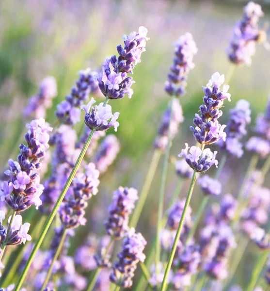 Lavender flowers as background — Stock Photo, Image