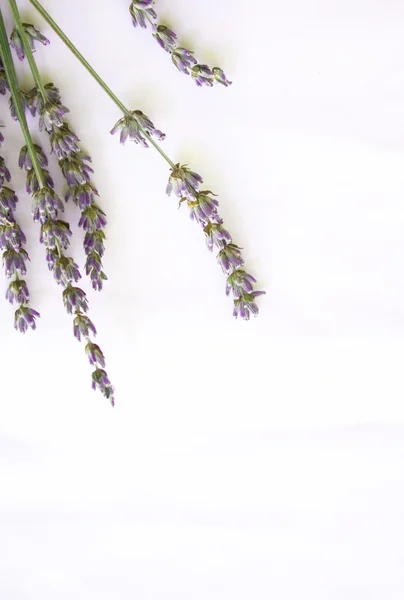 Bunch of lavender flowers isolated on wh — Stock Photo, Image