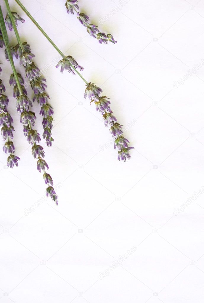 Ramo de flores de lavanda aislado en wh: fotografía de stock © oxanatravel  #1216986 | Depositphotos
